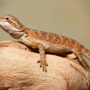 Toasted Chestnut Bearded Dragon For Sale