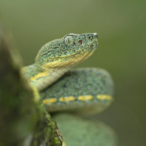 Two Striped Forest Pit Viper For Sale