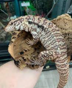 Yearling High White Red Tegu For Sale
