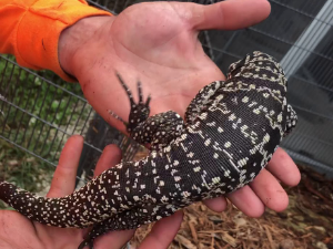 Yearling Super Red Tegu For Sale