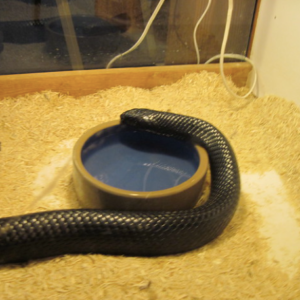 Eastern Indigo Snake For Sale