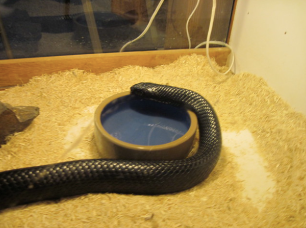Eastern Indigo Snake For Sale